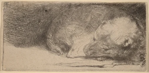 Cachorro durmiendo