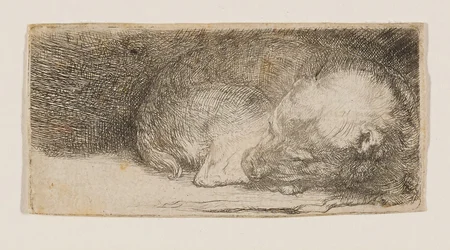 Cachorro dormido
