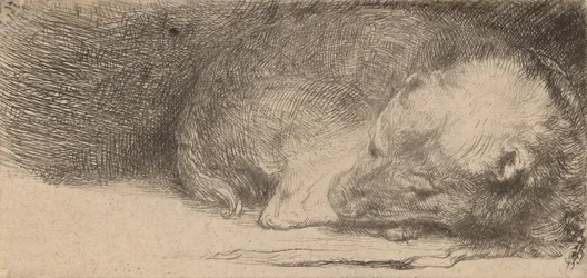 Cachorro durmiendo
