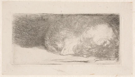 Cachorro durmiendo