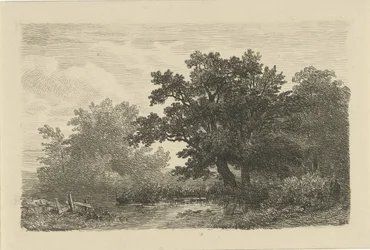 árboles por un charco