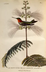 Colibrí garganta de rubí (Archilochus colubris), grabado de Les trochilidees ou les colibris et les oiseaux-mouches