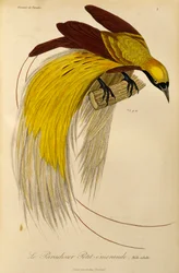 Macho adulto de ave menor del paraíso (Paradisaea minor), grabado de Histoire naturelle des oiseaux de paradis et des epimagues