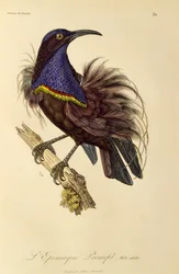 Macho adulto de Ave Fugaz del Paraíso (Ptiloris paradiseus), grabado de Histoire naturelle des oiseaux de paradis et des epimagues