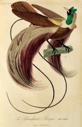 Macho adulto de Ave de Paraíso Roja (Paradisaea rubra), grabado de Histoire naturelle des oiseaux de paradis et des epimagues