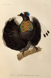 Macho adulto de Parotia occidental (Parotia sefilata), grabado de Histoire naturelle des oiseaux de paradis et des epimagues