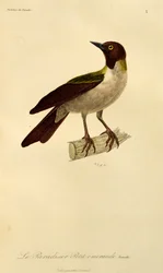 Hembra de ave menor del paraíso (Paradisaea minor), grabado de Histoire naturelle des oiseaux de paradis et des epimagues