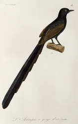 Gorget Hembra de ave de paraíso, grabado de Histoire naturelle des oiseaux de paradis et des epimagues