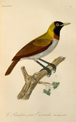 Macho juvenil de ave menor del paraíso (Paradisaea minor), grabado de Histoire naturelle des oiseaux de paradis et des epimagues