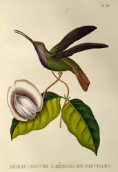 Sabrewing lazulino (Campylopterus falcatus), grabado de Les trochilidees o colibríes y picaflores