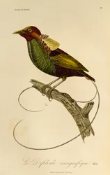 Macho de ave magnífica (Cicinnurus magnificus), grabado de Histoire naturelle des oiseaux de paradis et des epimagues