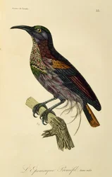 Macho joven de avefría del paraíso (Ptiloris paradiseus), grabado de Histoire naturelle des oiseaux de paradis et des epimagues