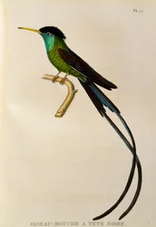 Colibrí piquirojo (Trochilus polytmus), grabado de Les trochilidées ou les colibris et les oiseaux-mouches