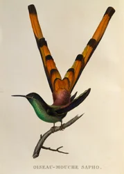 Cometa de cola roja (Sappho sparganurus), grabado de Les trochilidées ou les colibris et les oiseaux-mouches