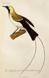 Macho joven de ave menor del paraíso (Paradisaea minor), grabado de Histoire naturelle des oiseaux de paradis et des epimagues
