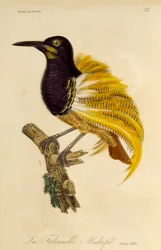 Macho joven de ave de paraíso de doce pelos (Seleucidis melanoleuca), grabado de Histoire naturelle des oiseaux de paradis et des epimagues