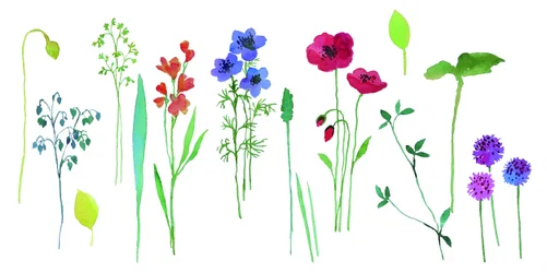 Coloridas flores en acuarela