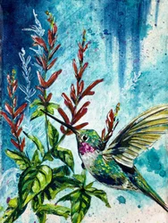 «Hover»: colibrí y flores de salvia piña, de Renee Machan