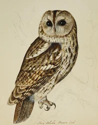 Búho pardo (Strix Ulula)