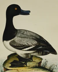 Pato Scaup