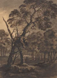 Escena del bosque