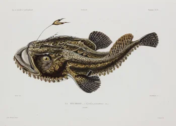 Pez pescador, Islandia, principios del siglo XIX