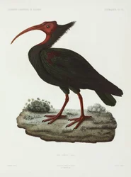 Ibis calvo, Argelia