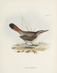 Bandurrita de cola bandeada, América del Sur, hacia 1832-1836