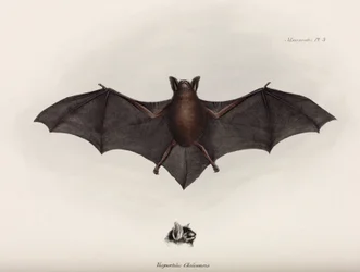 Murciélago, América del Sur, c. 1832-1836