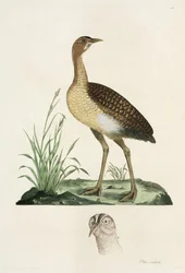 Avutarda