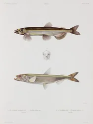 Capelán y eperlán, Islandia, principios del siglo XIX