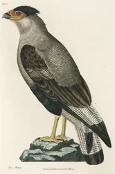 Caracara crestado
