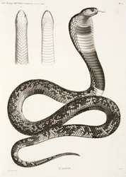 Cobra egipcia