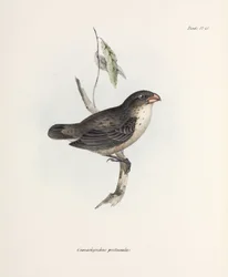 Pinzón, c. 1832-1836