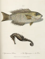 Pez y caballito de mar