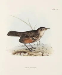 Atrapamoscas, c. 1832-1836