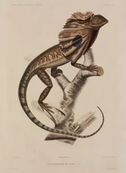 Lagarto de cuello frill