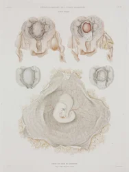 Ginecología útero humano con embrión, c. 1847-1859