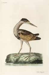 Garza