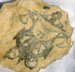Piel humana, tatuada con insignia naval, francesa