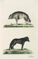 Hiena y lobo