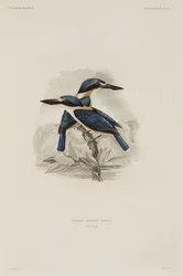 Martines pescadores, Samoa
