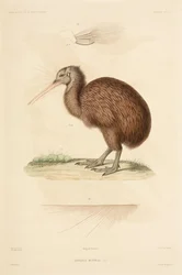 Kiwi, Nueva Zelanda