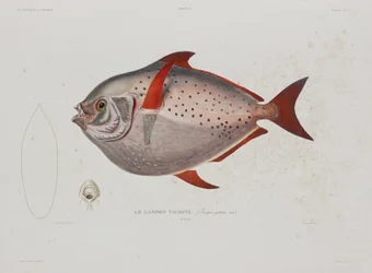 Pez luna, Islandia, principios del siglo XIX