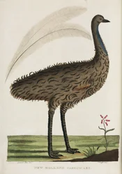 Casuario de Nueva Holanda, Australia, c. 1788