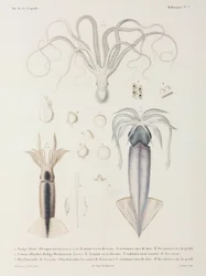 Pulpo y calamar