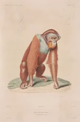 Orangután, Indonesia