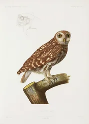 Búho, Argelia