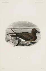 Petrel