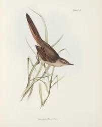 Colaespina, América del Sur, c. 1832-1836